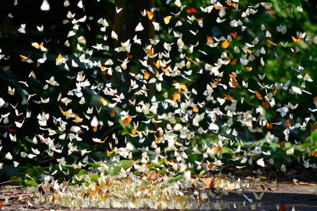 Cuc Phuong National Park Ninh Binh - Butterfly