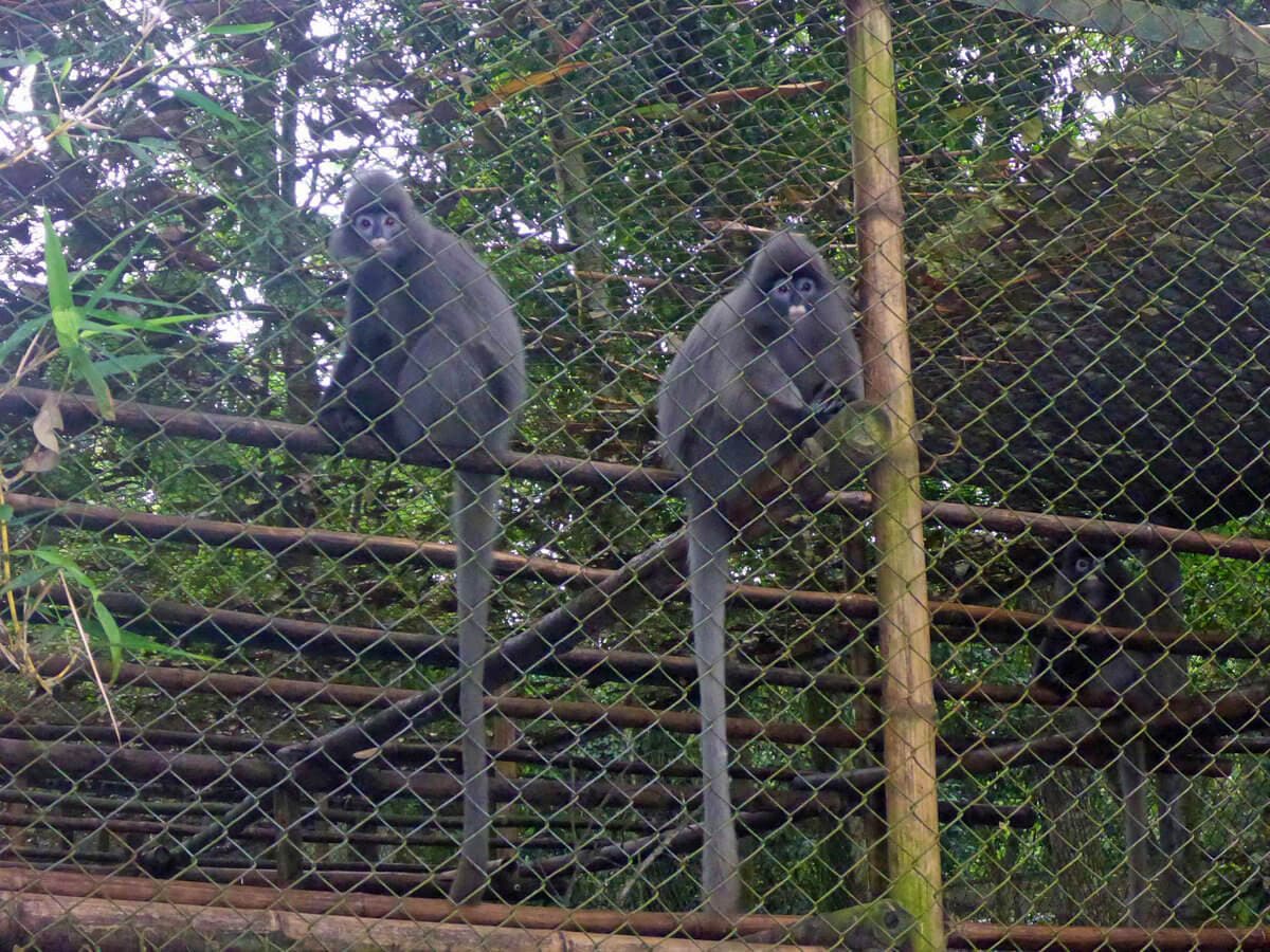 Cuc Phuong National Park Ninh Binh - Monkey