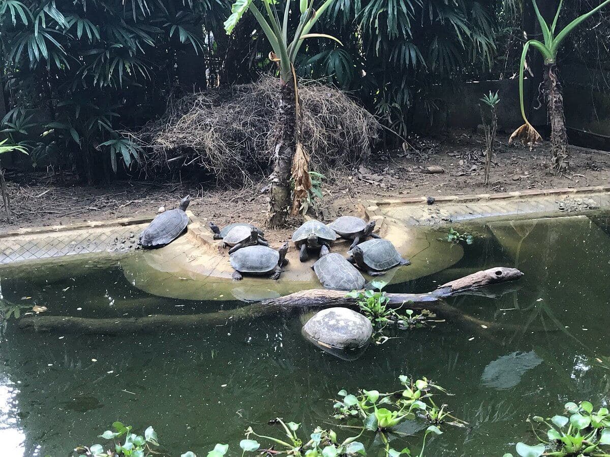 Cuc Phuong National Park Ninh Binh - Turtle