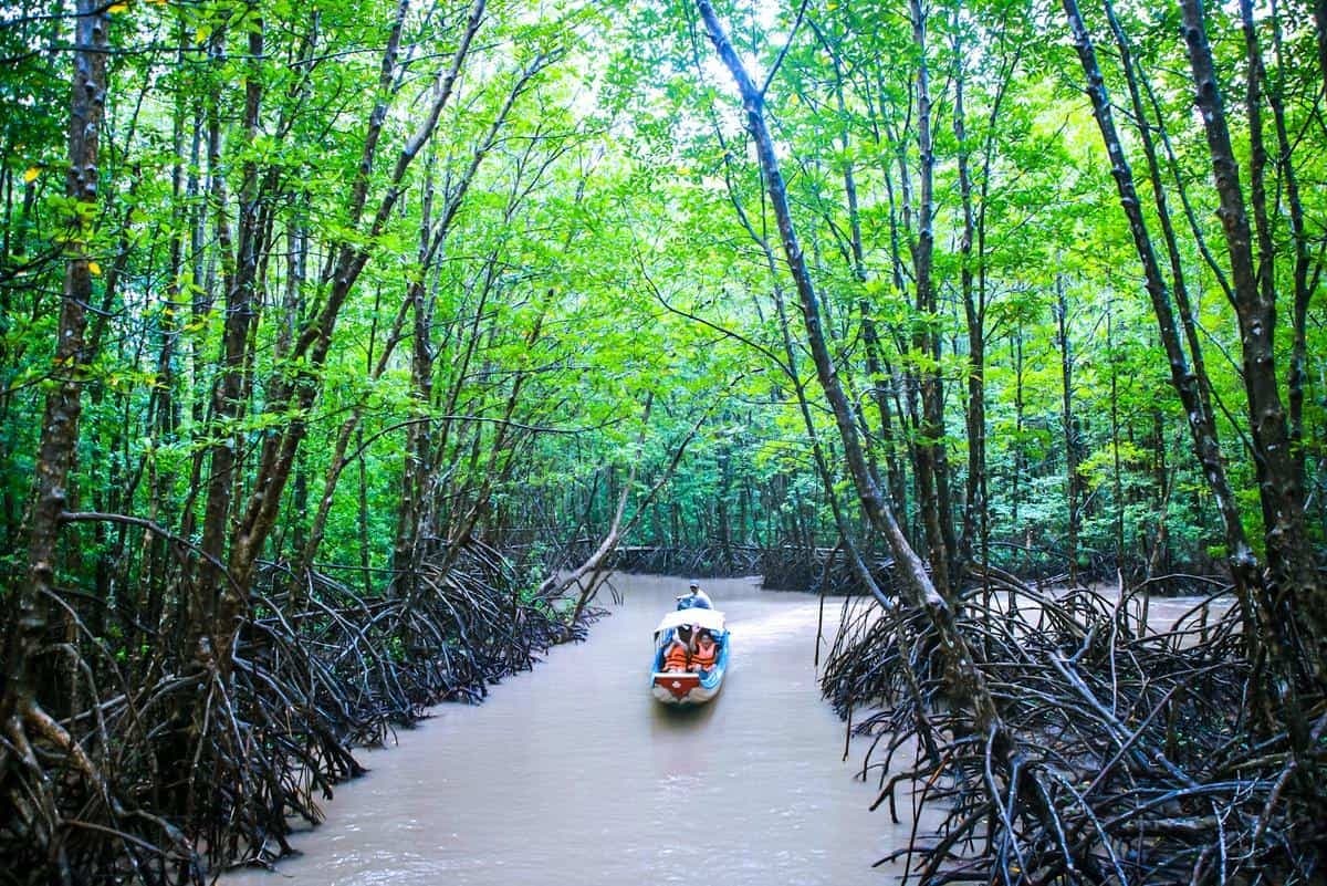 Things to Do in Ca Mau Cape: Explore the natural environment with thousands of exotic wild birds