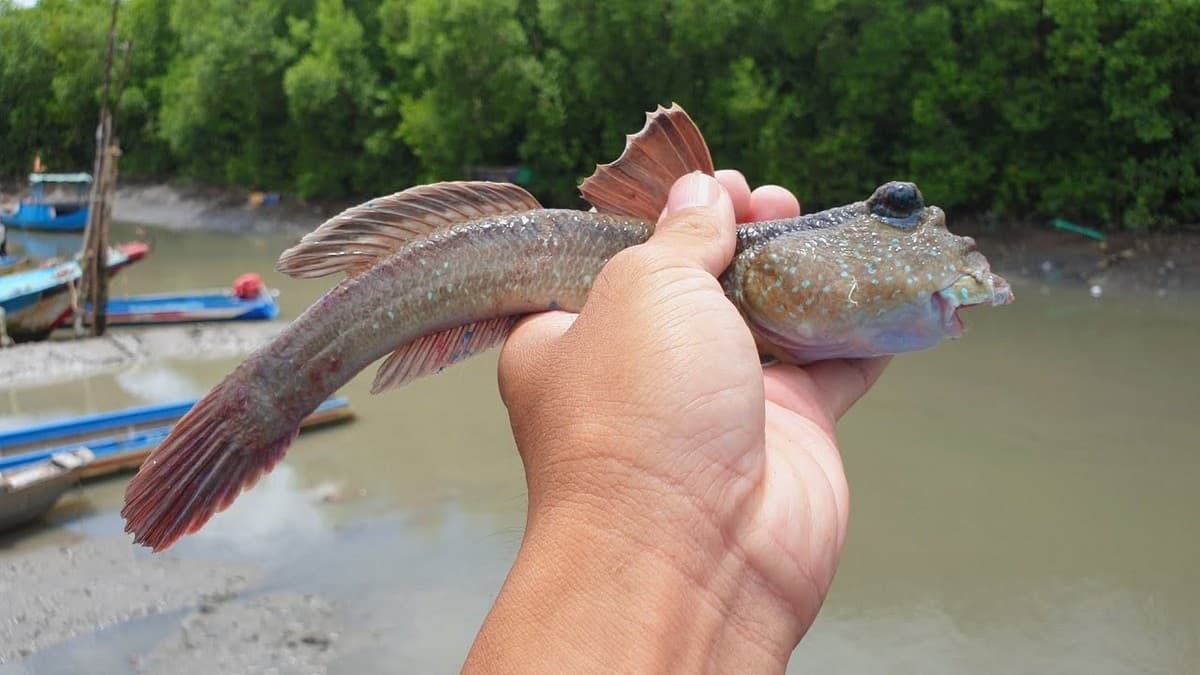 Things to Do in Ca Mau Cape: Sample local cuisine (Ex: Mudskippers)
