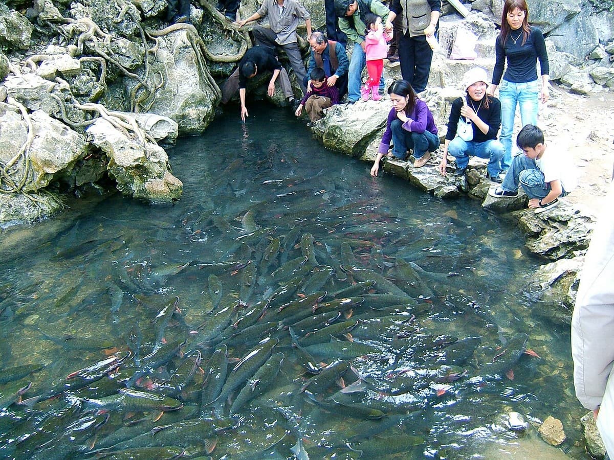 Cam Luong Fish Stream is a famous tourist spot in Thanh Hoa, attracting a lot of visitors