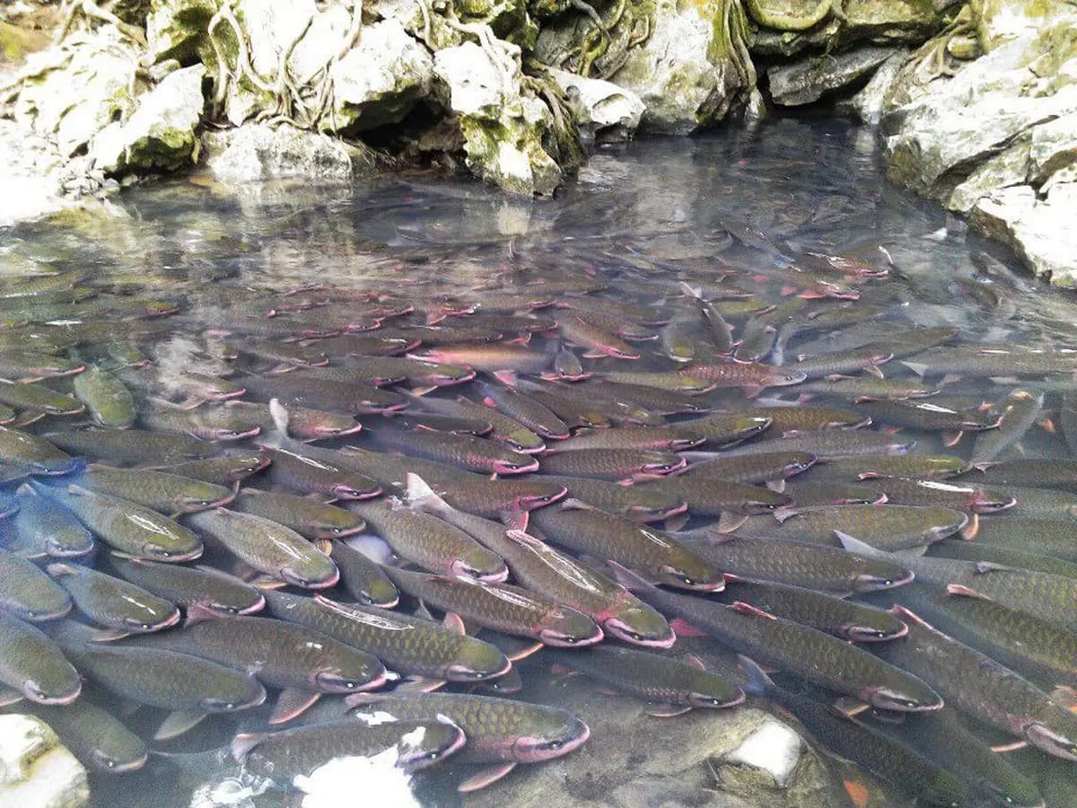 The unique scenery only found in Cam Luong Fish Stream