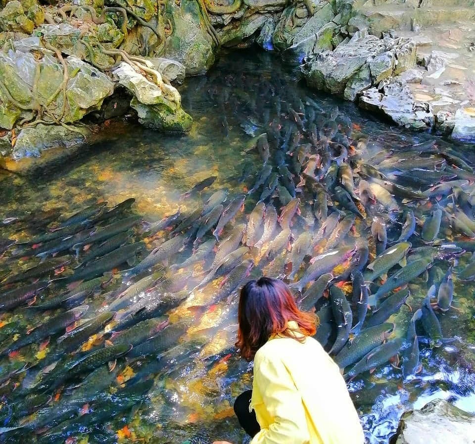 Cam Luong Fish Stream features the spectacular scenery of thousands of big fish