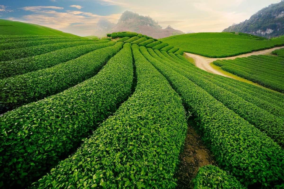 Food in Moc Chau: Green Tea