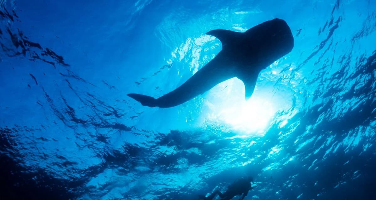 Dive Into The Serene Waters Of Mergui Archipelago