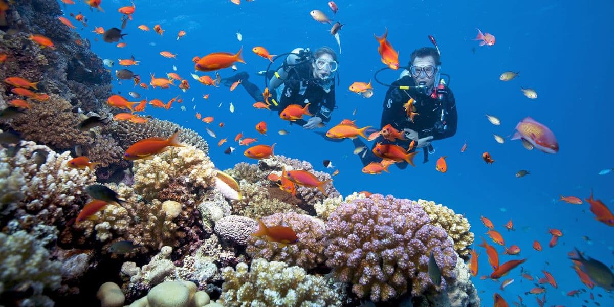 Vinpearl Phú Quốc Diving with corals and reefs in Phu Quoc