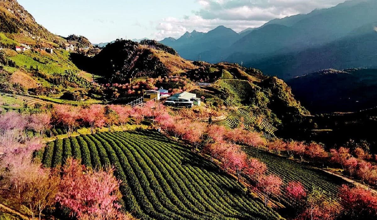 Weather Sapa Springtime in Sapa is adorned with blooming flowers