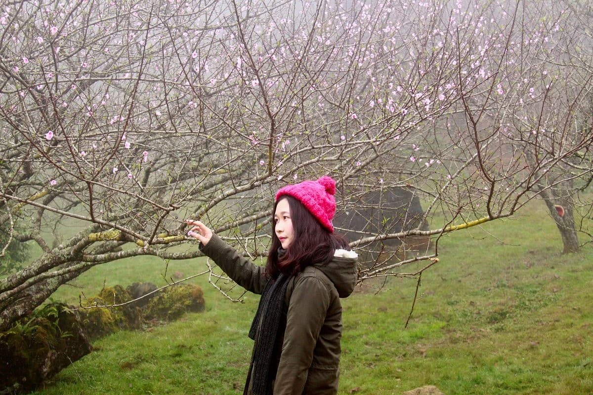 Ham Rong Mountain Cherry blossoms garden