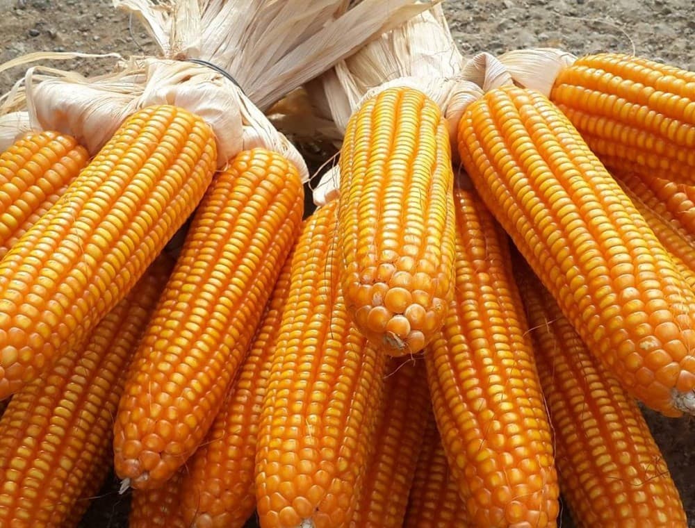 Only the local corn can produce the best Men Men Sapa