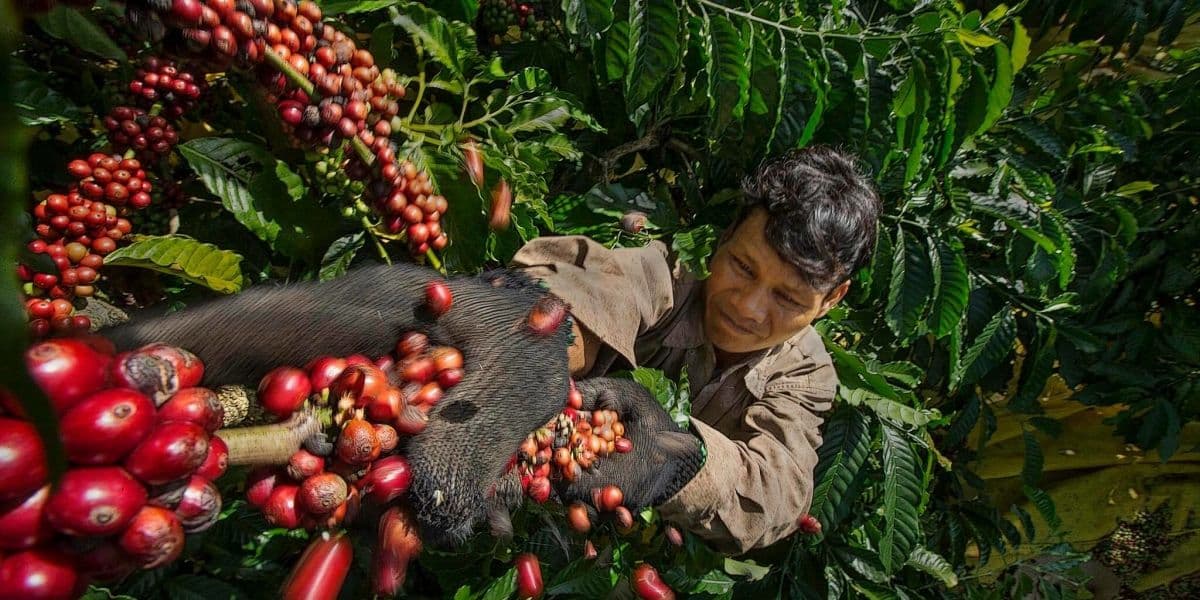 Sapa Coffee Local Coffee Flavors and Techniques