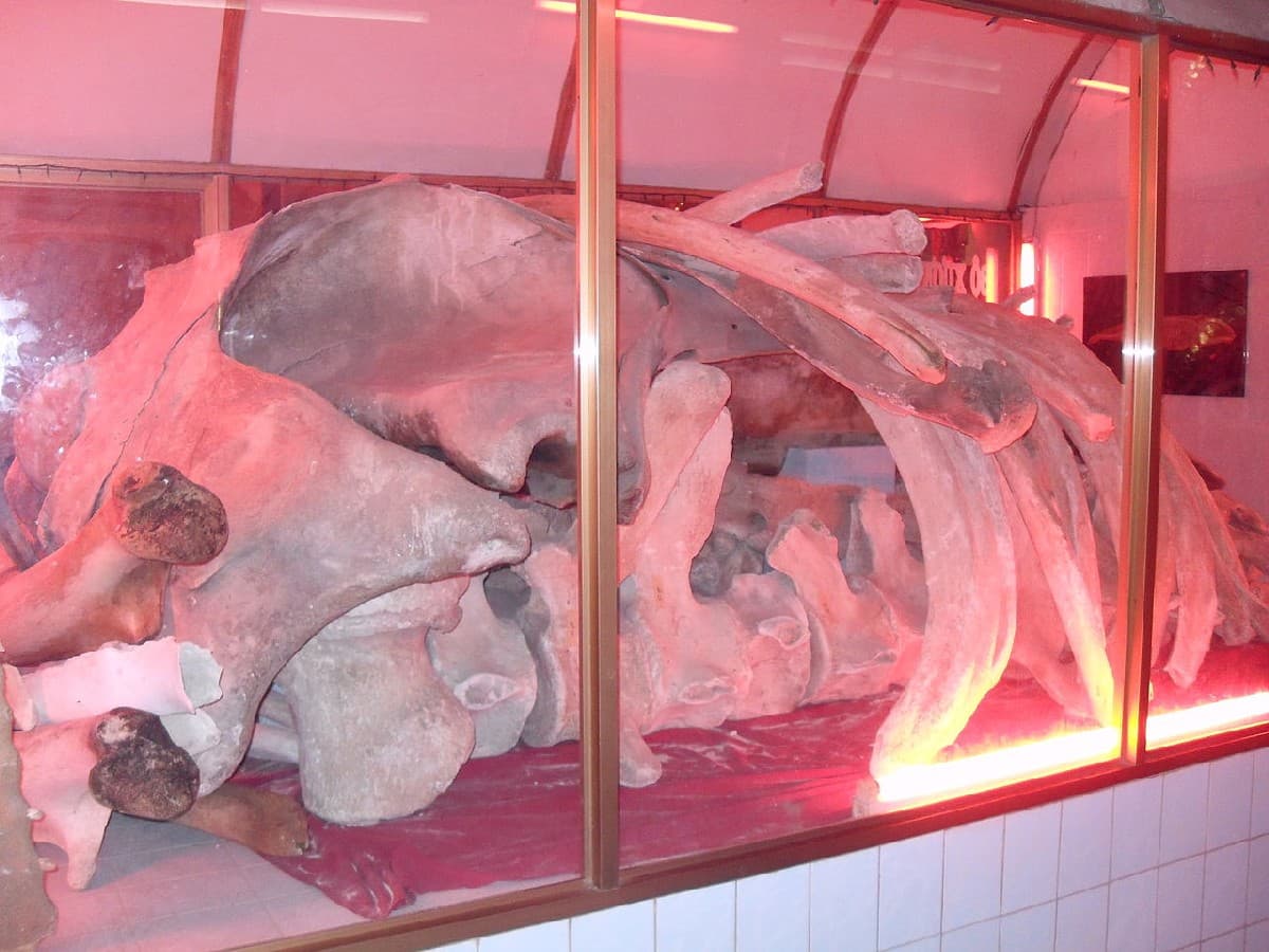 Thang Tam Temple (Whale Temple) Ca Ong Mausoleum (Whale Tomb)