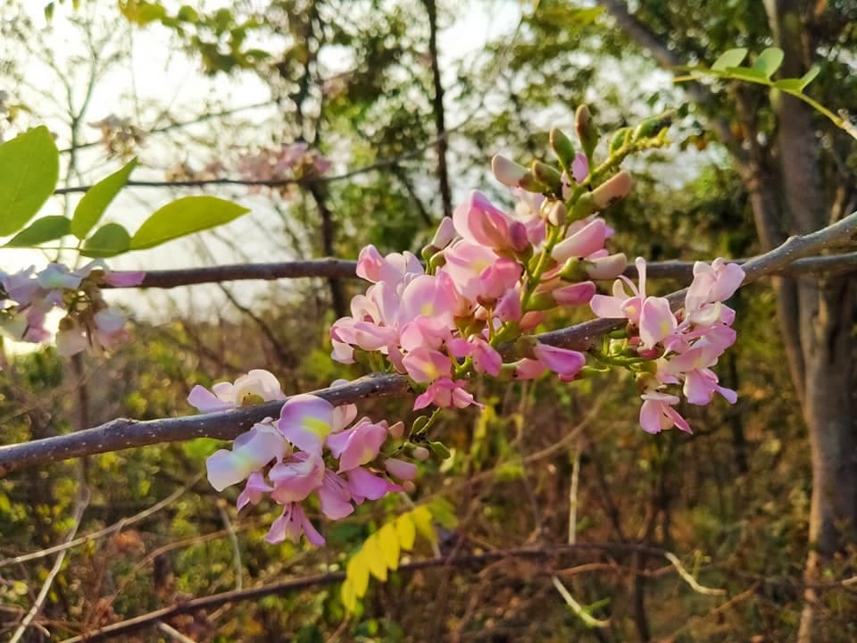 The blooming flowers on the Big Mountain Vung Tau