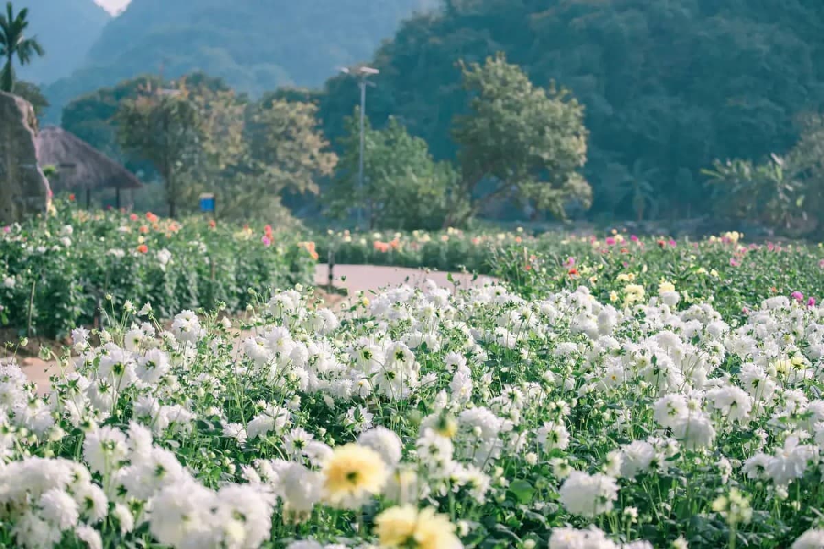 Thung Nham Bird Park Thung Nham Flower Paradise