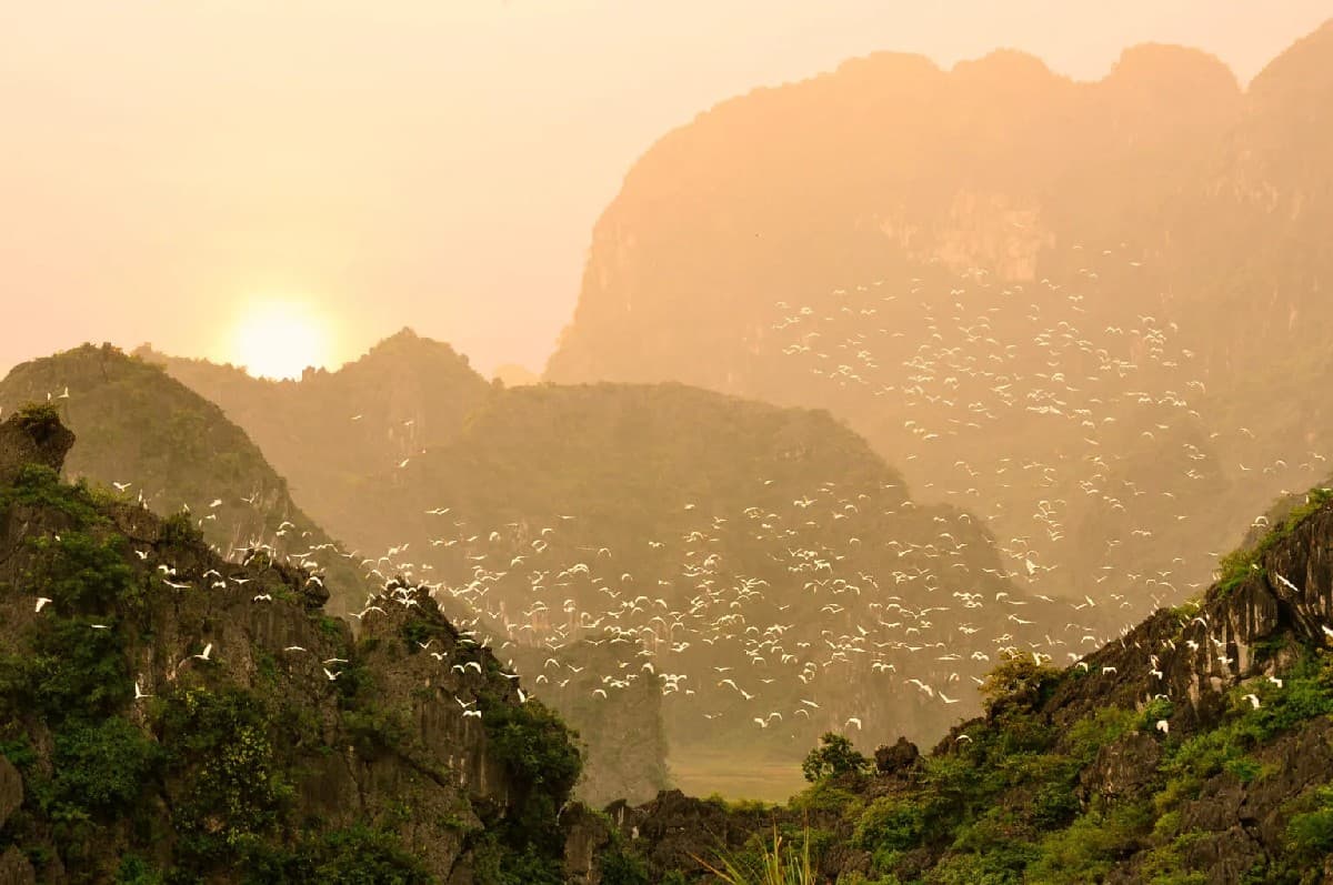 Thung Nham Bird Park is a must-go for visitors to Ninh Binh