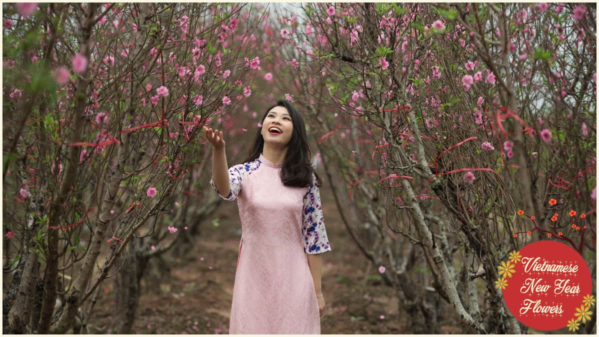 Vietnamese New Year flowers - Peach blossoms
