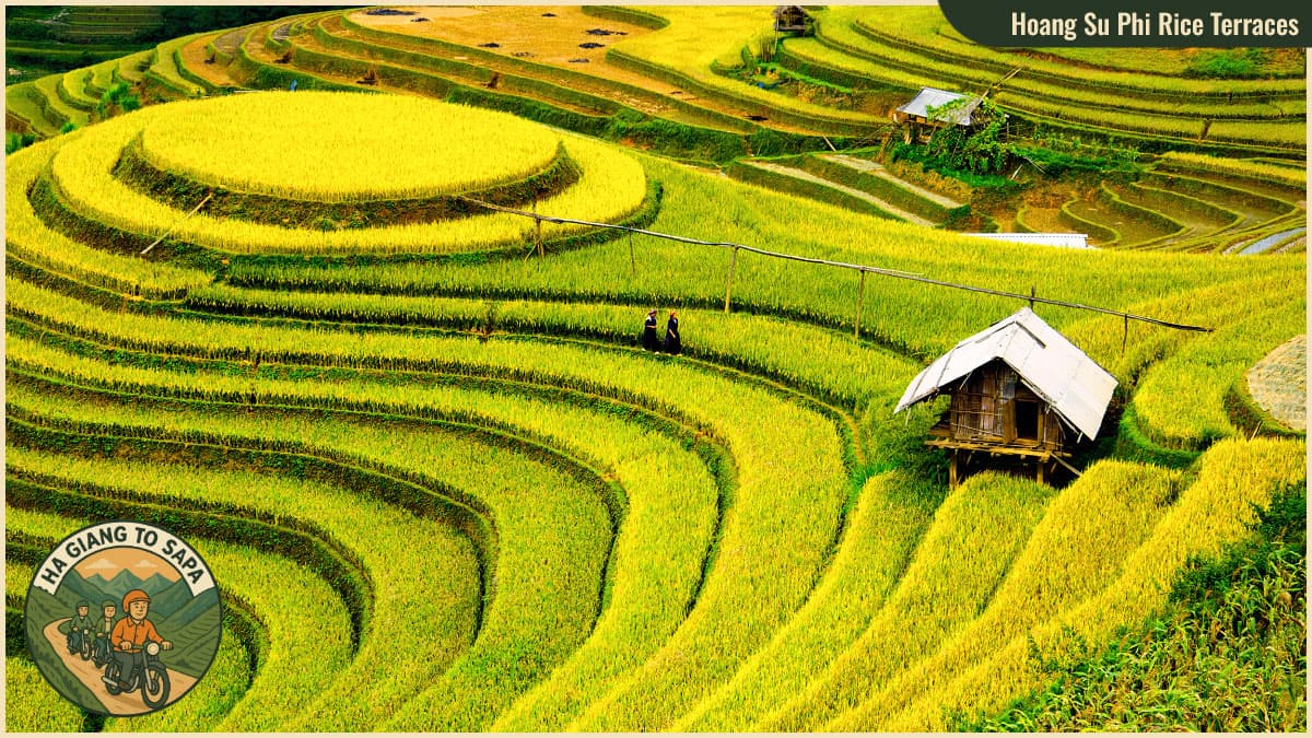Spots from Ha Giang to Sapa - Hoang Su Phi Rice Terraces