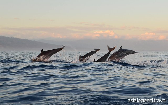 Bali Experience 4 Days 3 Nights Dolphin Watching