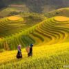 Grand Vietnam North to South 15 Days 14 Nights Sapa