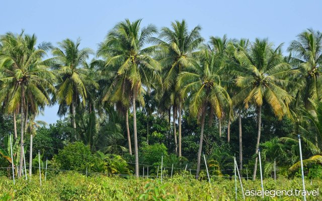 Vietnam Exotic Tour 12 Days 11 Nights Mekong Delta Orchards