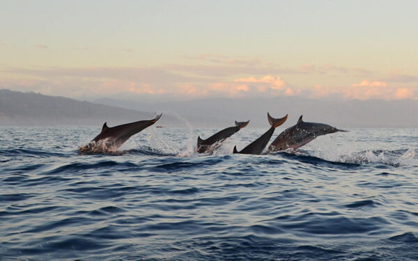 Bali Dolphin Tour 4 Days 3 Nights