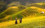 Hanoi Sapa Halong Bay 6 Days 5 Nights Sapa Terraced Fields