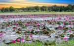 Ho Chi Minh City Cu Chi Tunnels Mekong Delta 5 Days 4 Nights Mekong Delta Lotus Pond