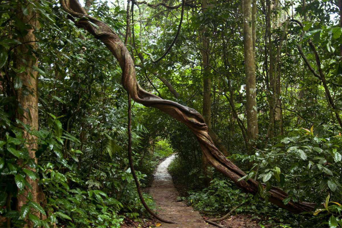 Ninh Binh Description - Cuc Phuong National Park