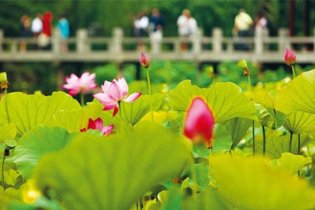 Things to Do around West Lake Lotus Pond within West Lake is a popular place for Hanoians to take beautiful photos