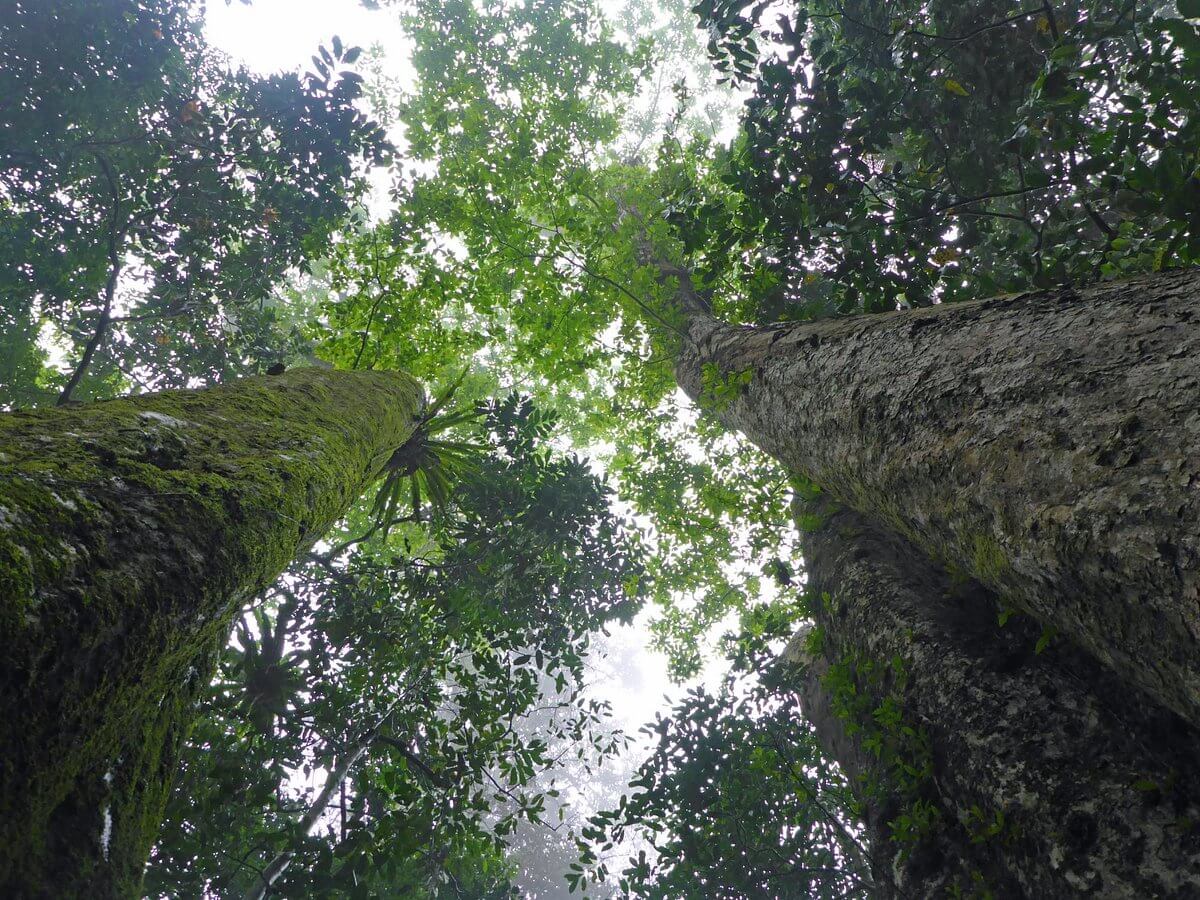 Cuc Phuong National Park Ninh Binh - Big tree