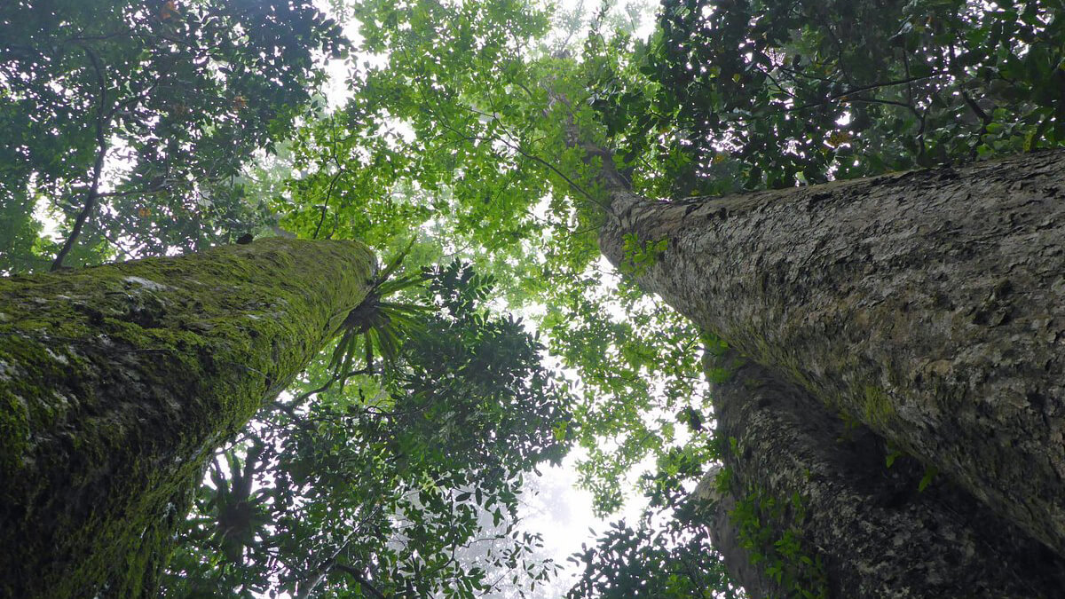 Cuc Phuong National Park Ninh Binh