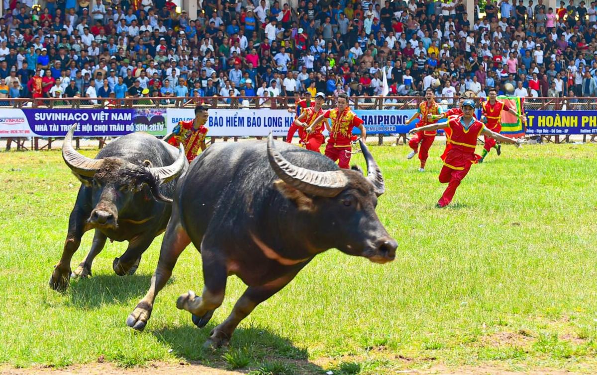 Hai Phong Description - Buffalo Fight Festival