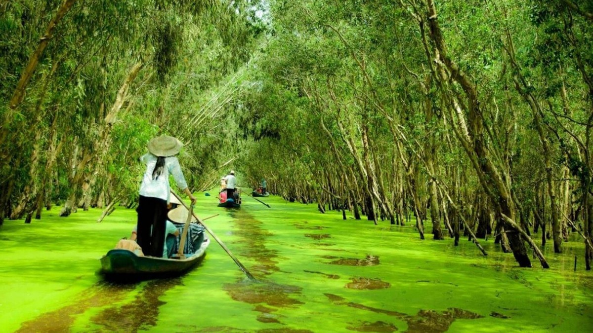 Mekong Delta Description Tra Su Cajuput Forest An Giang