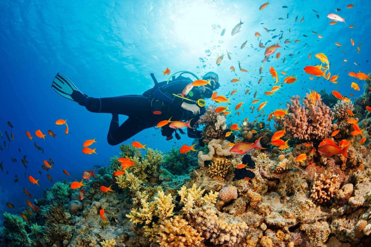 Things to Do in Phu Quoc: Diving & Exploring the underwater world