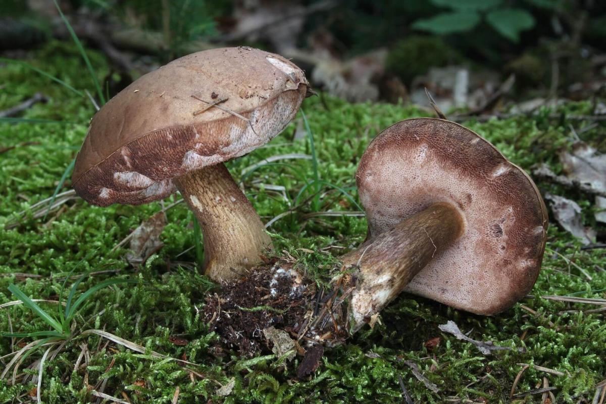 Phu Quoc Cuisine: Melaleuca mushroom
