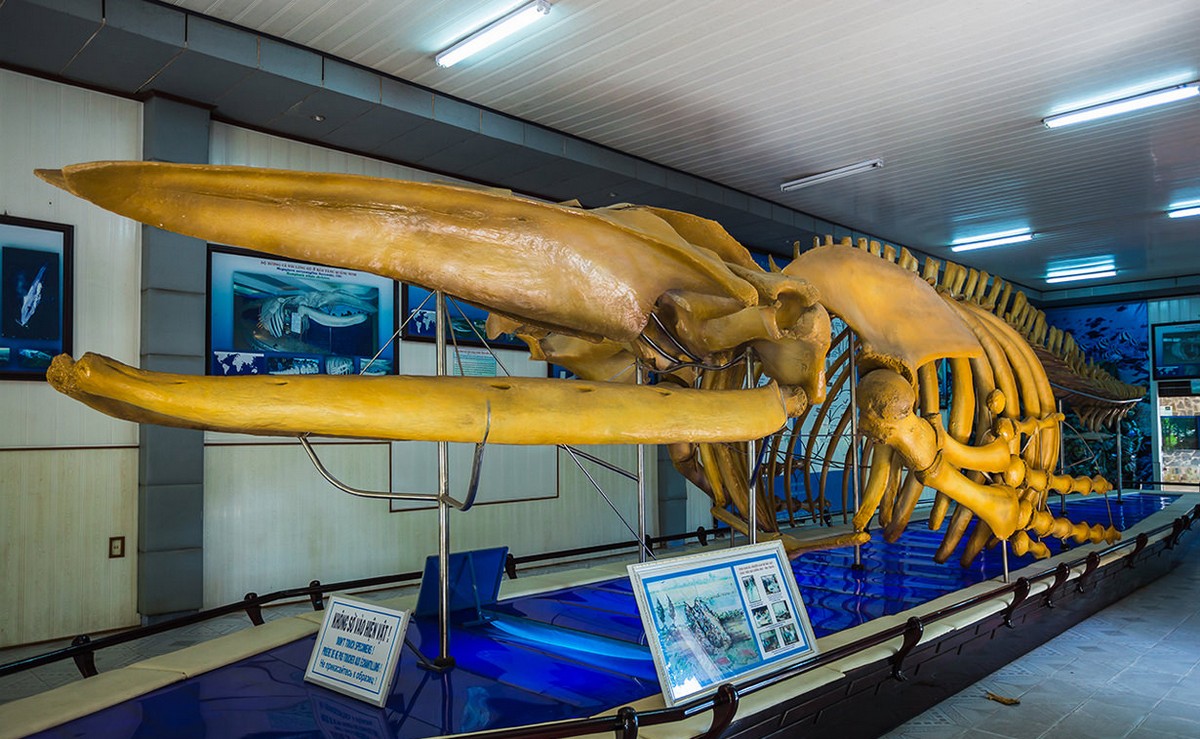 The 10 ideal destinations in Nha Trang National Oceanographic Museum of Vietnam