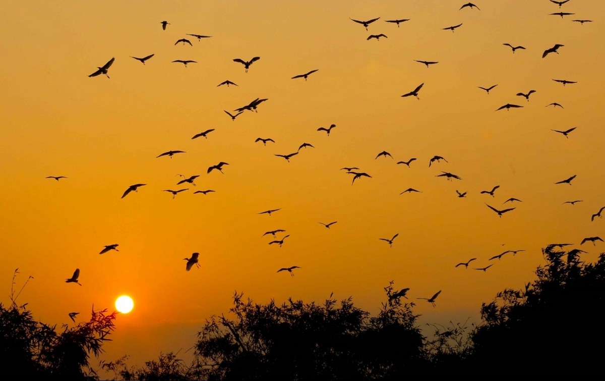 Ben En National Park: Admiring the flock of storks at Song Muc Lake during sunset