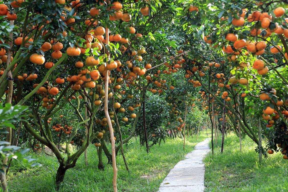 Destinations in Mekong Delta: Cai Be Fruit Garden (Tien Giang)