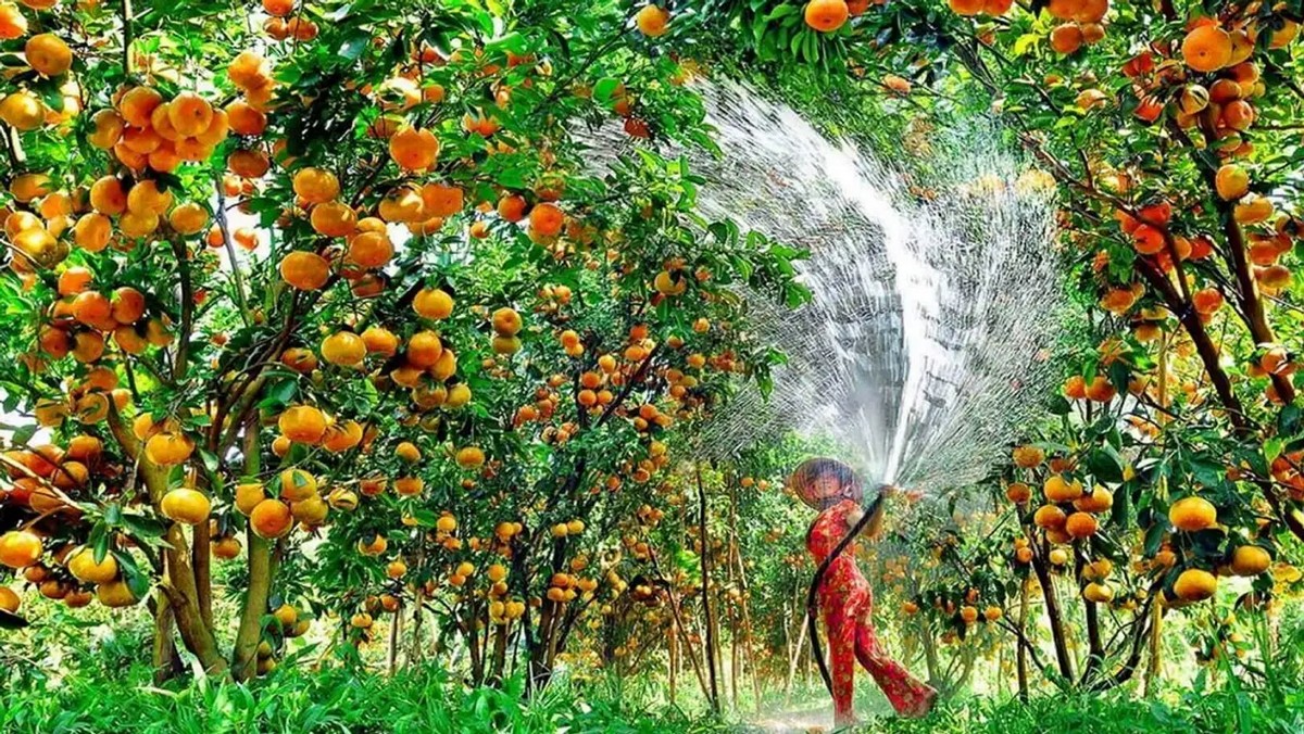 After experiencing the Cai Rang floating market, you can visit the locals’ fruit orchards in the neighborhood