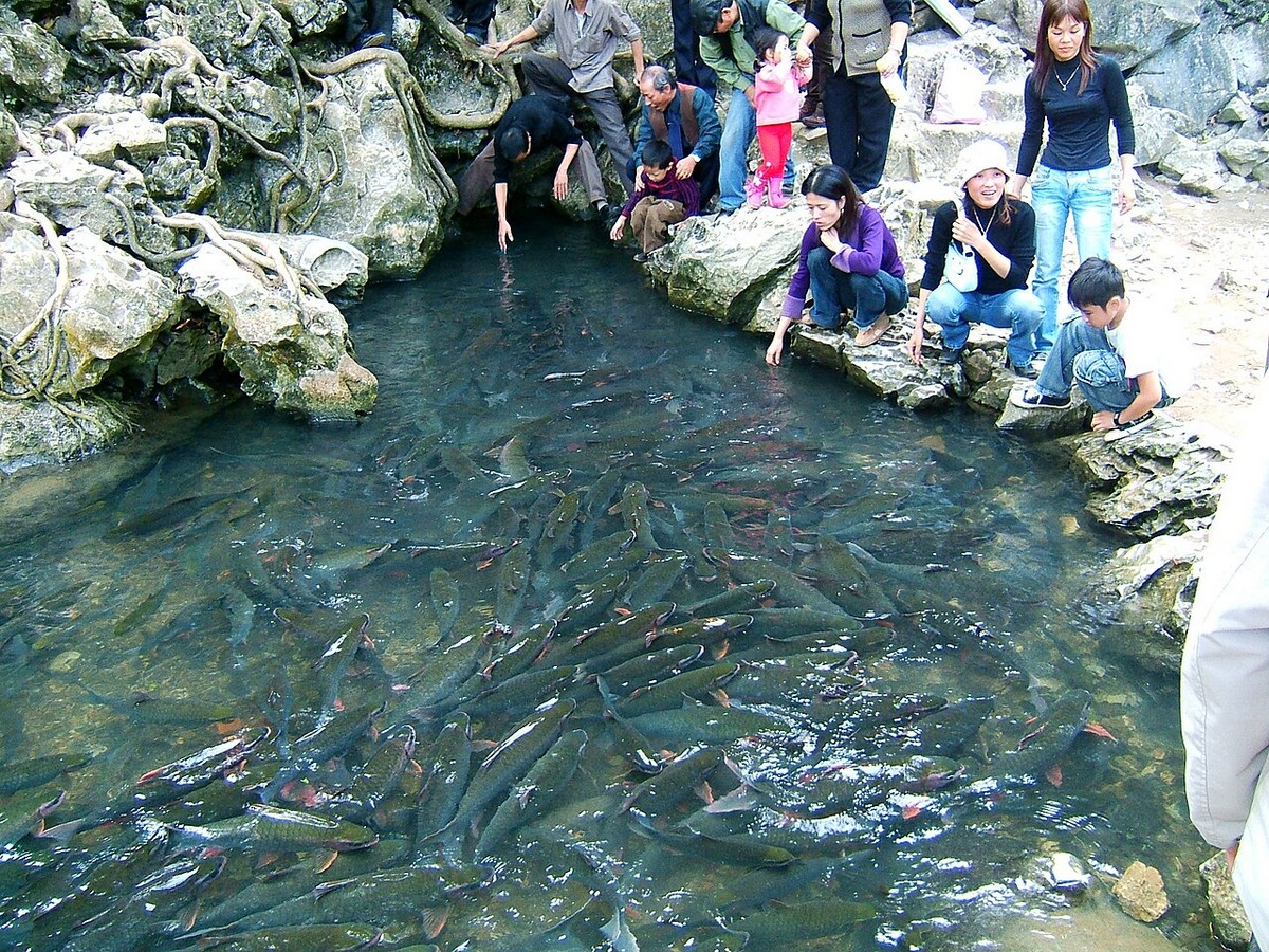 Cam Luong Fish Stream is a famous tourist spot in Thanh Hoa, attracting a lot of visitors