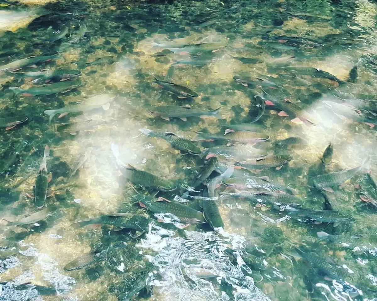 Cam Luong Fish Stream with crystal-clear water and numerous big fish