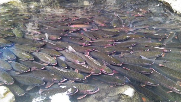 Explore Cam Luong Fish Stream - The Stream of “Holy Fish”