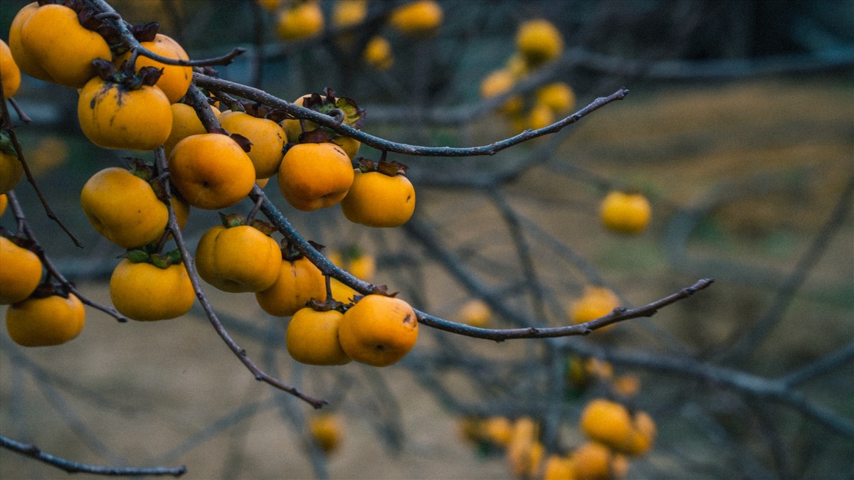 Food in Moc Chau: Fruits