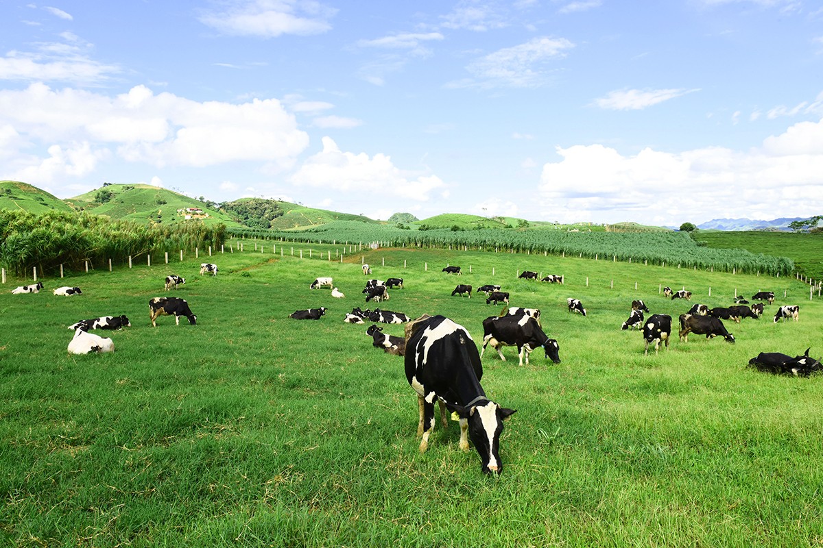 Food in Moc Chau: Milk Product