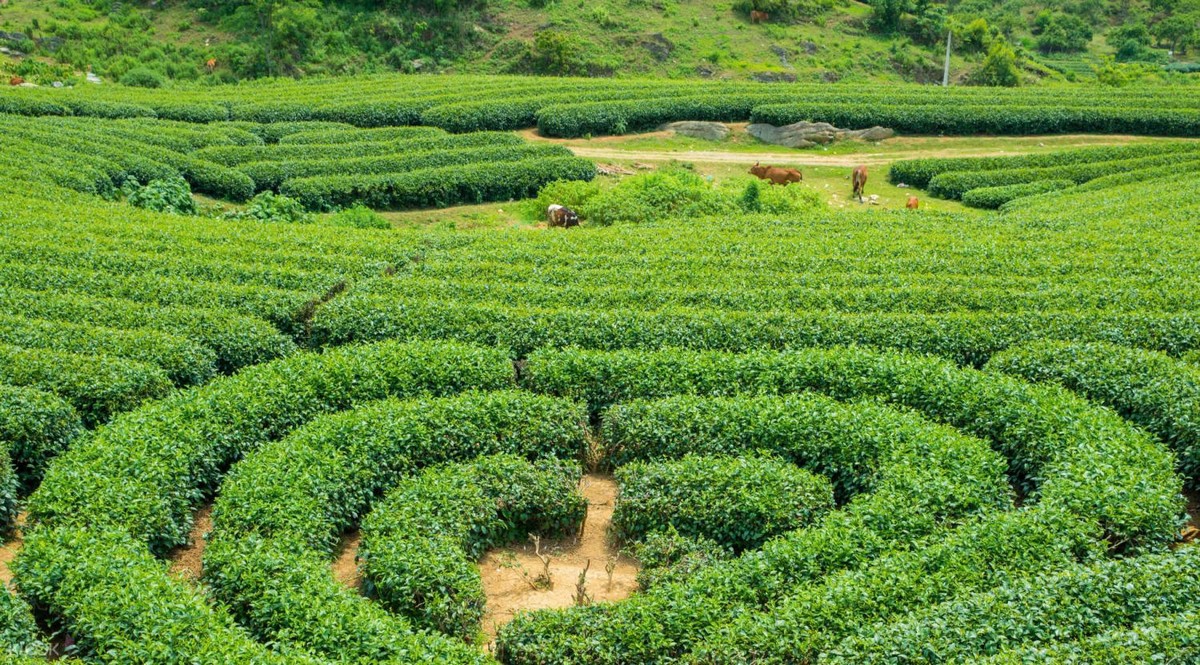 Tourist Attractions in Moc Chau: Moc Chau Heart Shaped Green Tea Hill