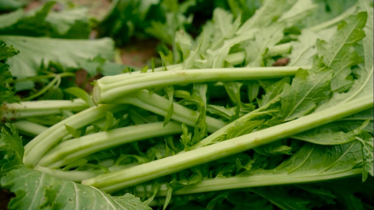 Food in Moc Chau: Mustard Greens