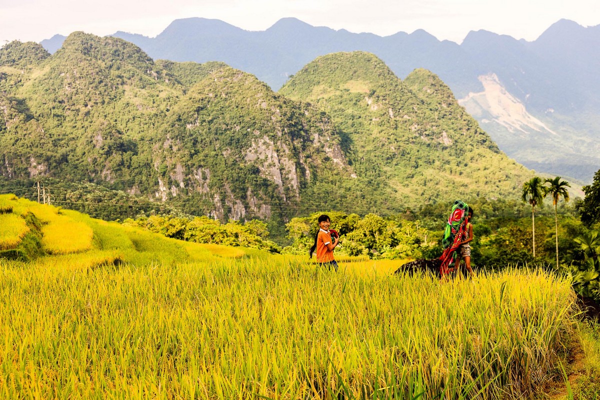 Sparkling yellow fields in Pu Luong