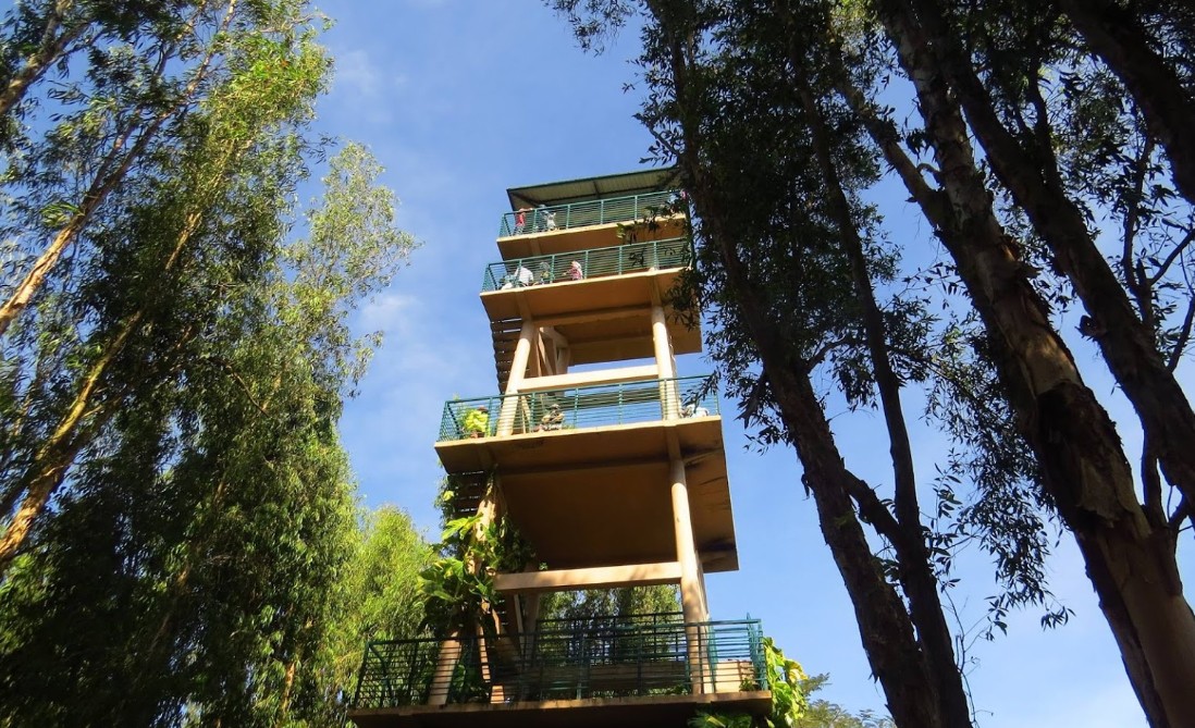 Top places in Tra Su Cajuput Forest: Watchtower (Tháp quan sát Rừng Tràm Trà Sư)