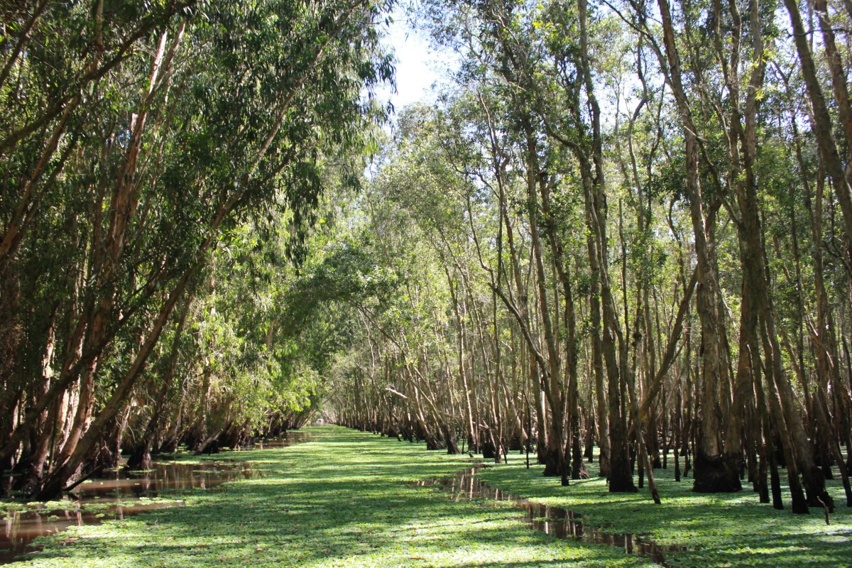 Tra Su Cajuput Forest: A unique destination that no visitor should miss out on