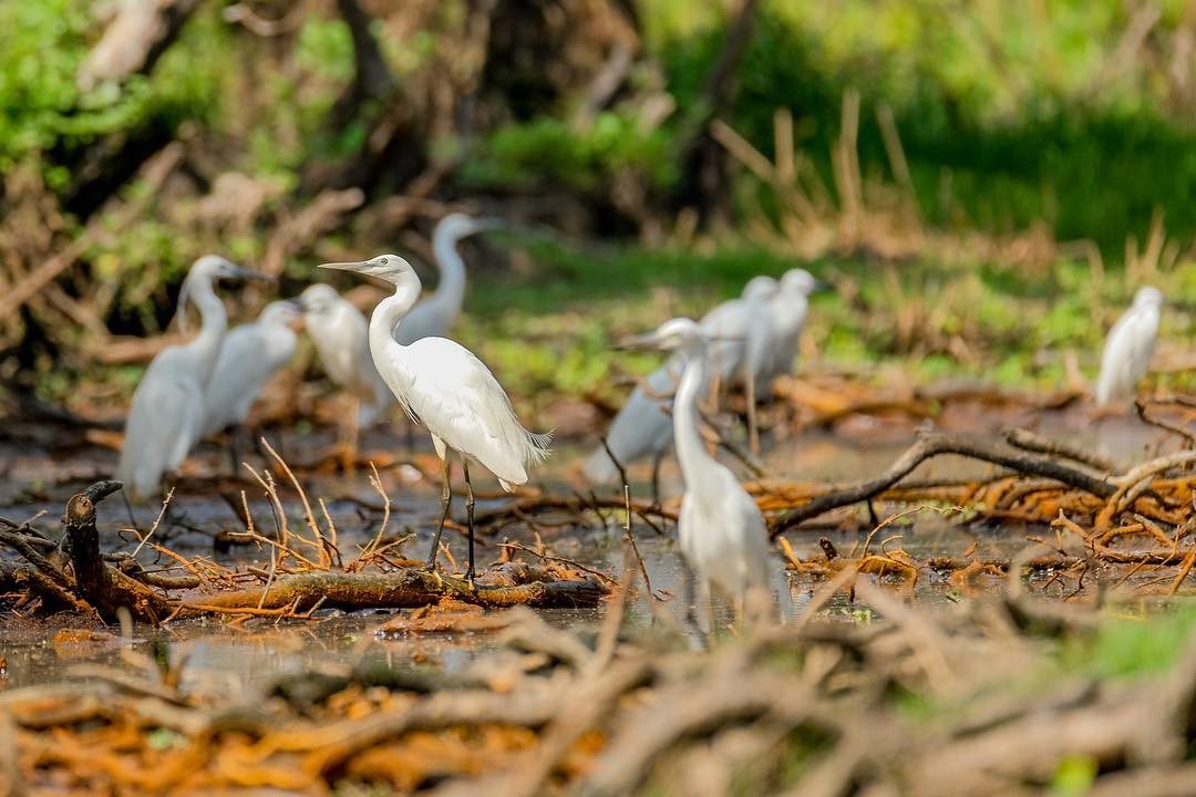 Birds in Tra Su Cajuput Forest